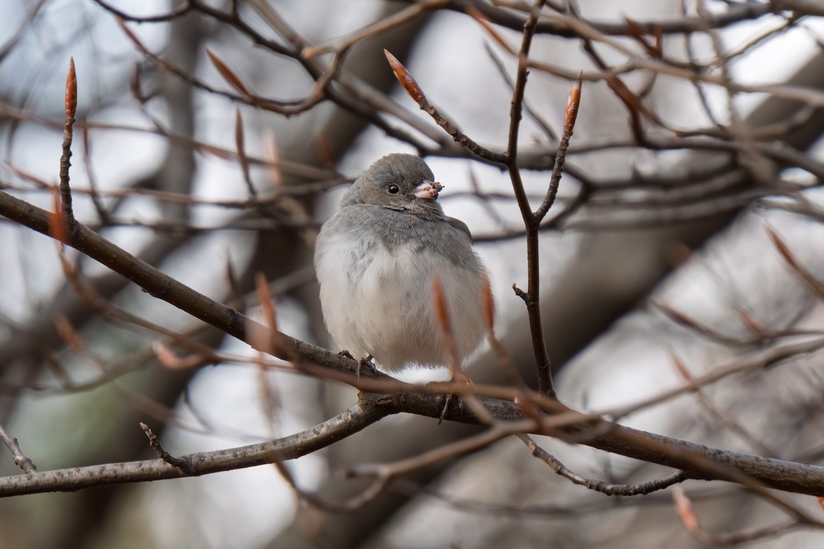 ユキヒメドリ - ML647879148