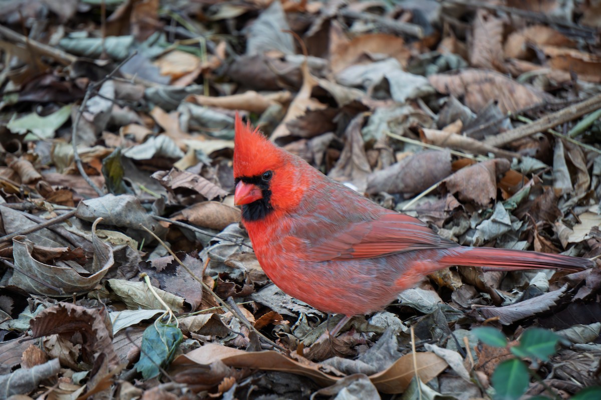 ショウジョウコウカンチョウ - ML647879152