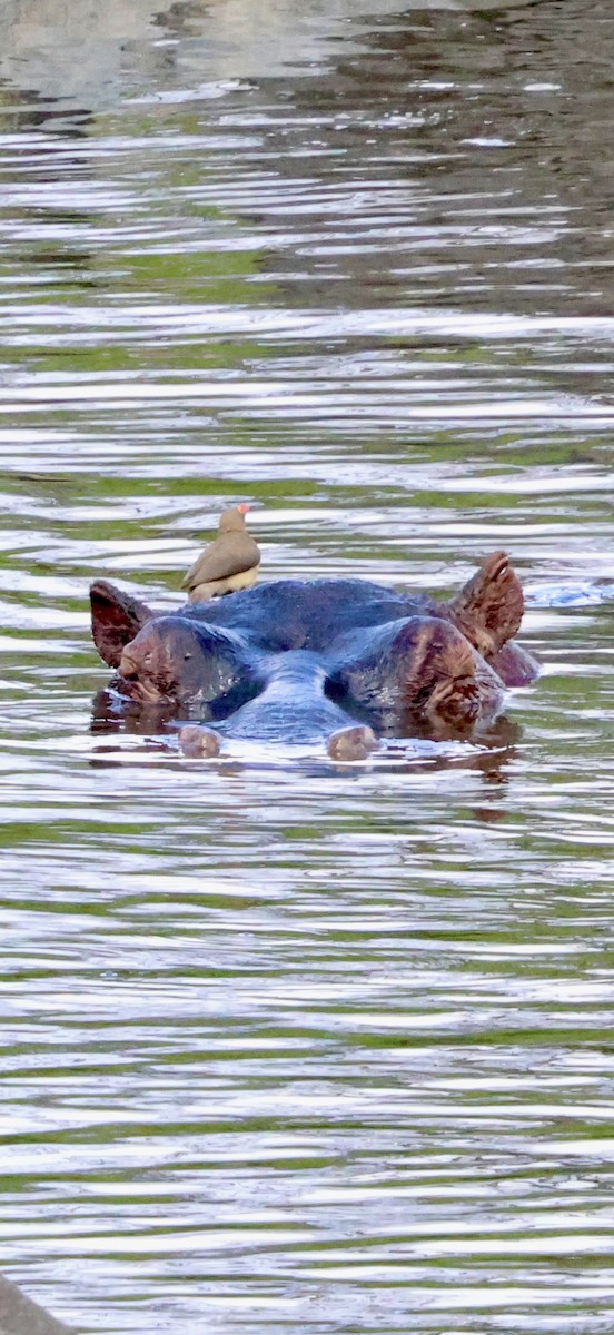 アカハシウシツツキ - ML647879153