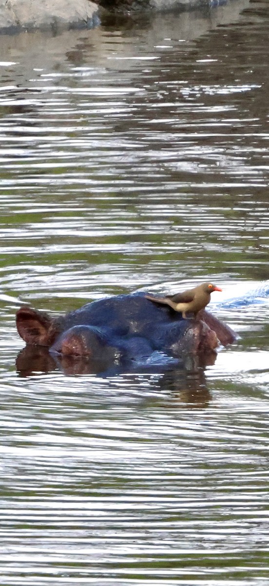 アカハシウシツツキ - ML647879154