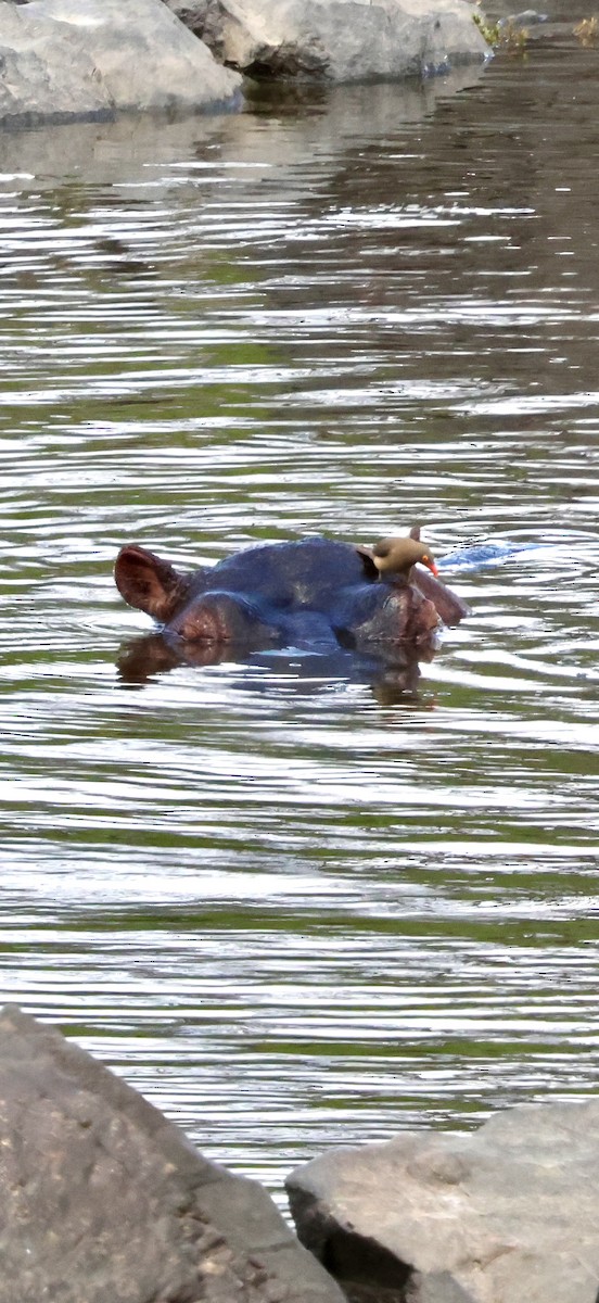 アカハシウシツツキ - ML647879155