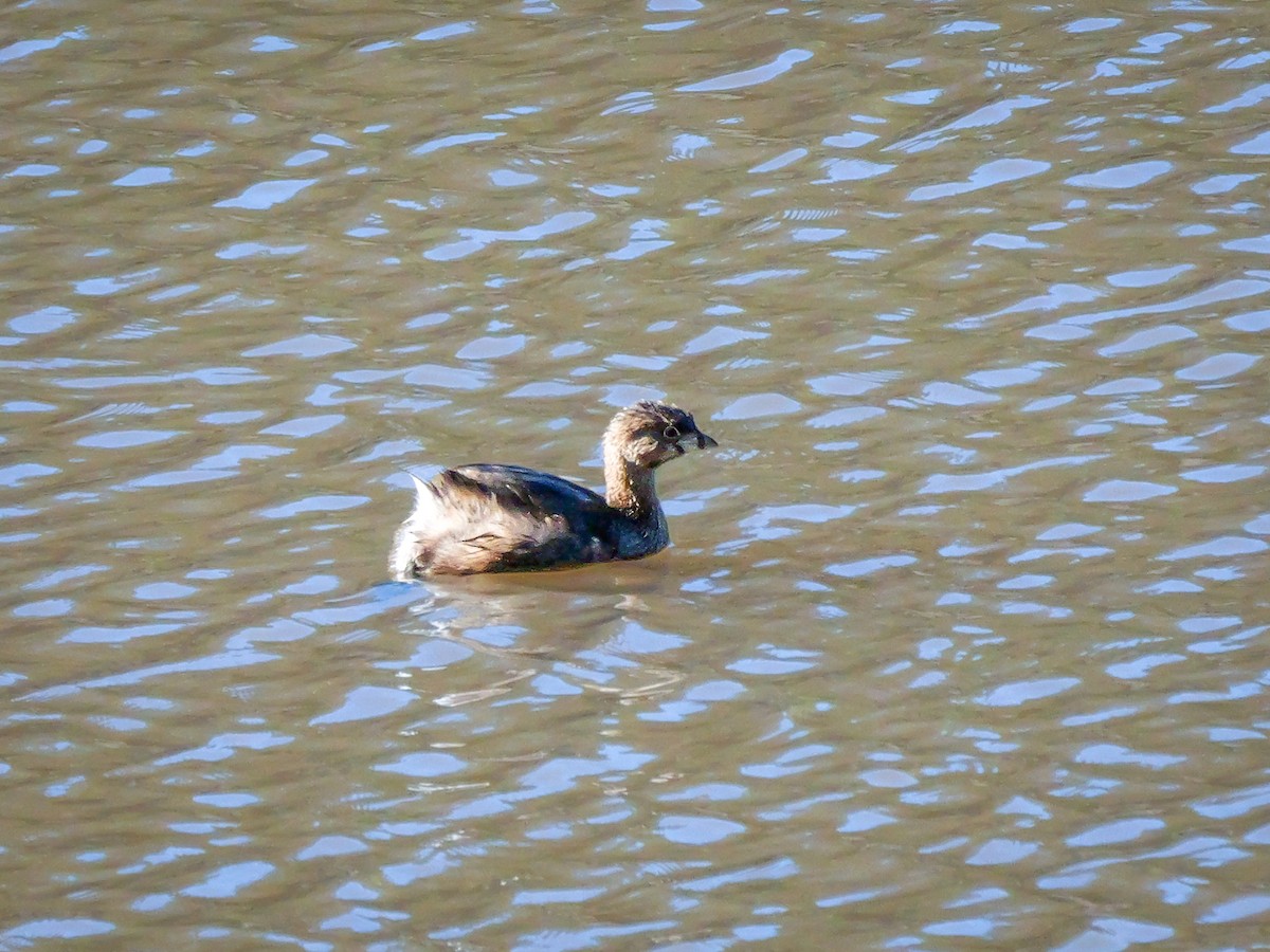 オビハシカイツブリ - ML647879161