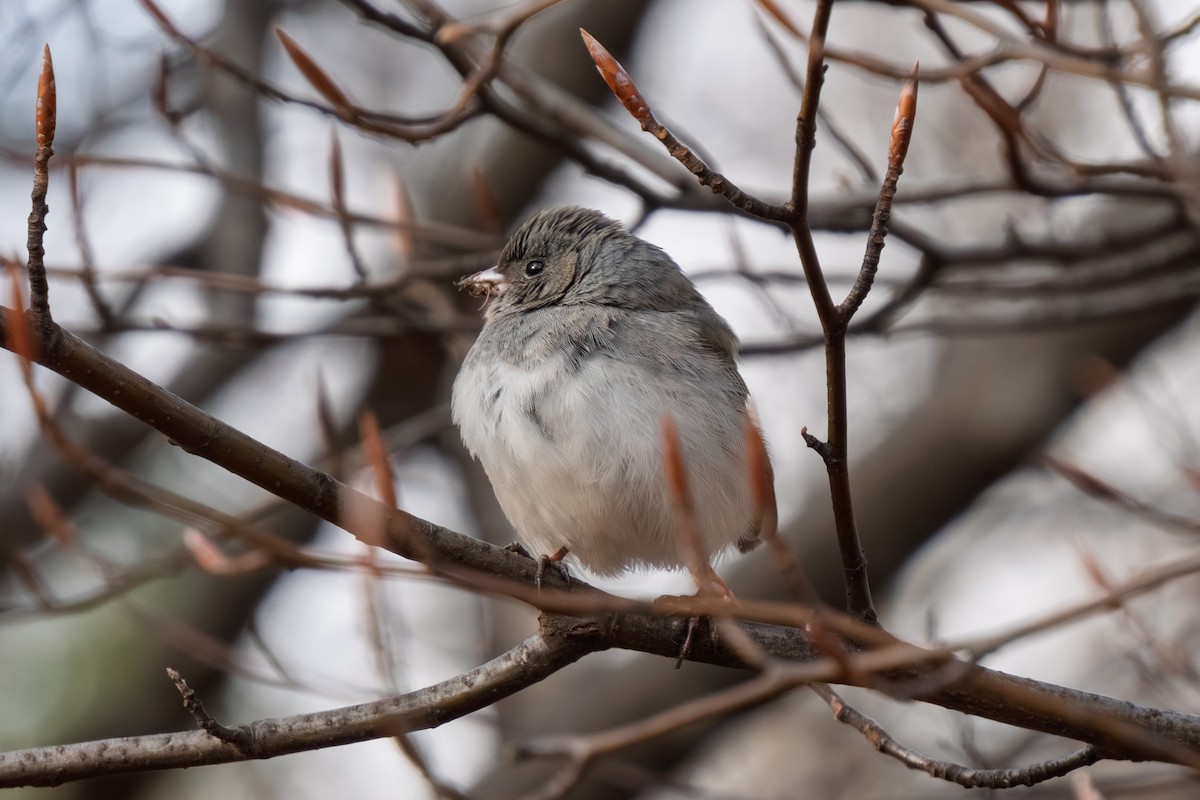 ユキヒメドリ - ML647879164