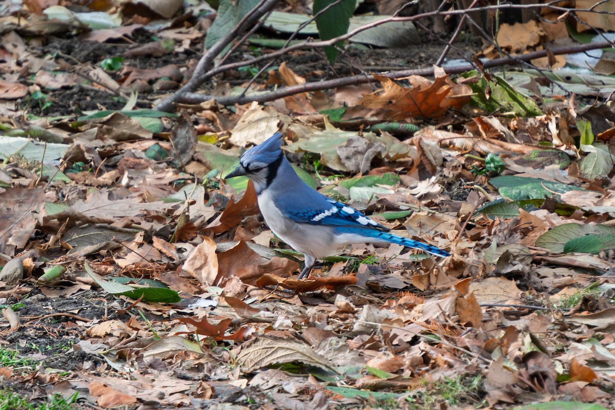 Blue Jay - ML647879172