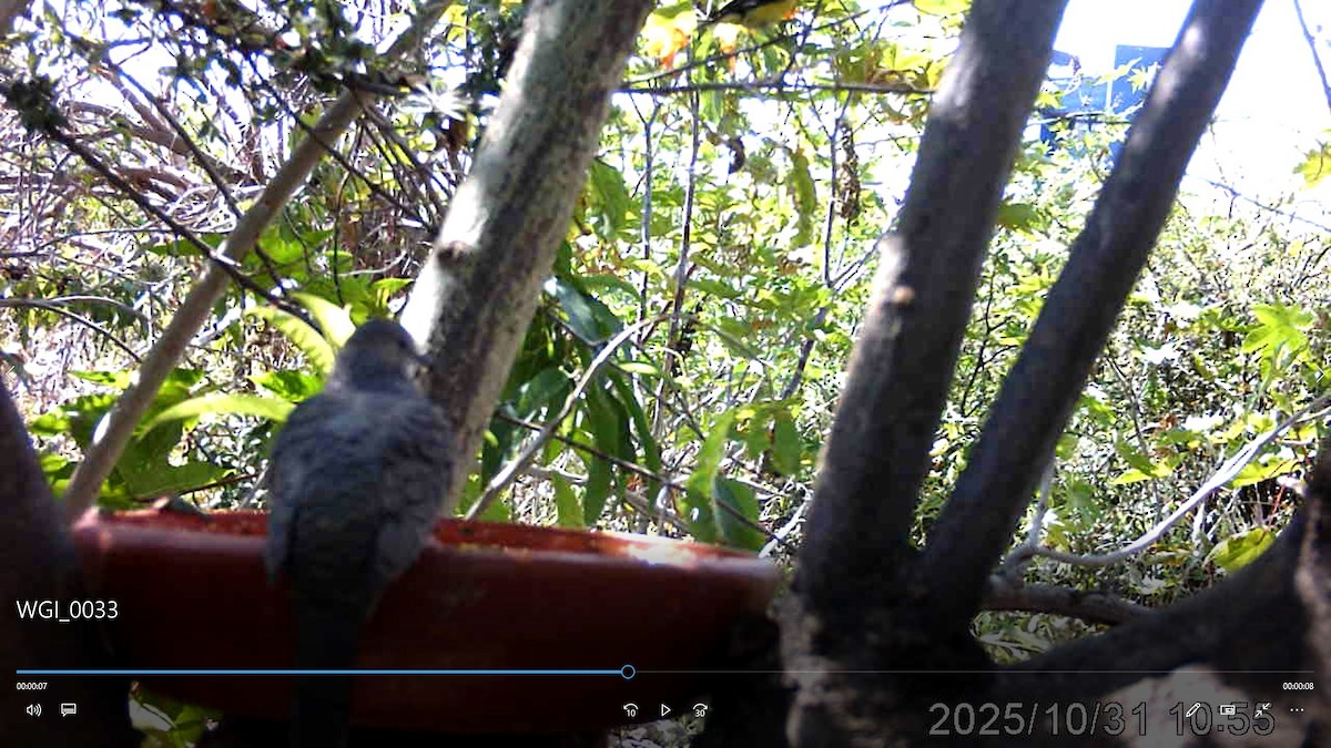 Inca Dove - ML647879185