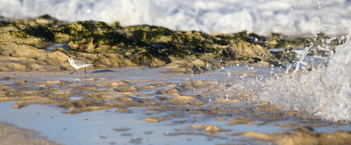 Txirri zuria - ML647879211