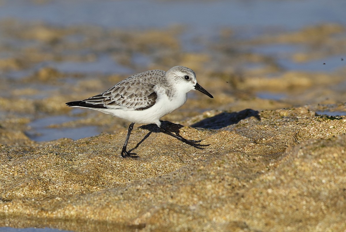 Txirri zuria - ML647879212