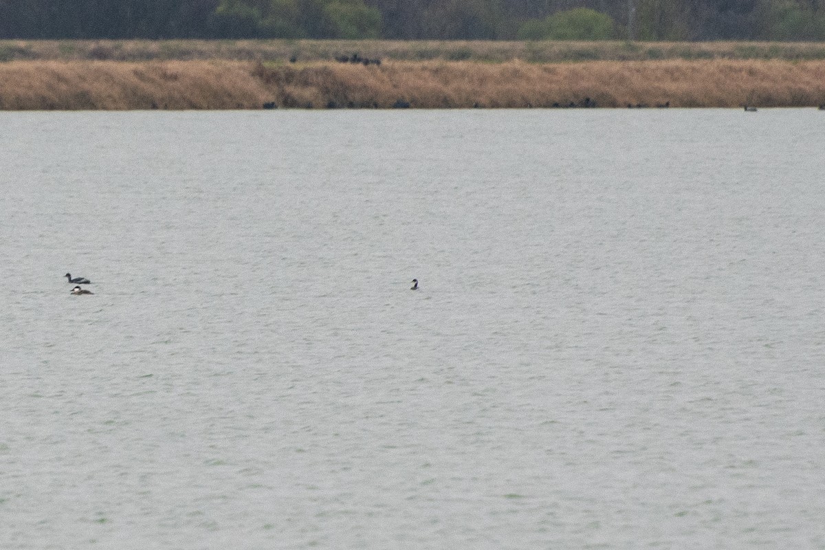 Horned Grebe - ML647879213