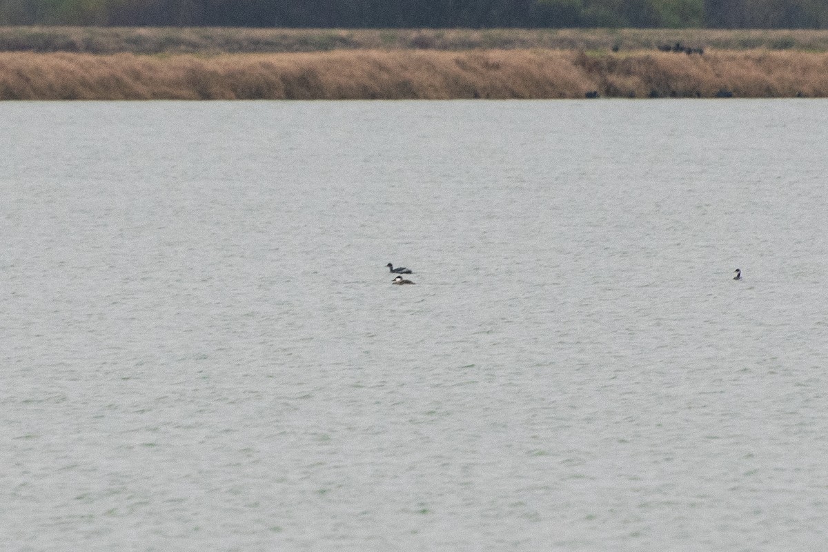 Eared Grebe - ML647879214