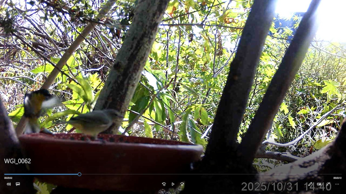 pinjeparula - ML647879236