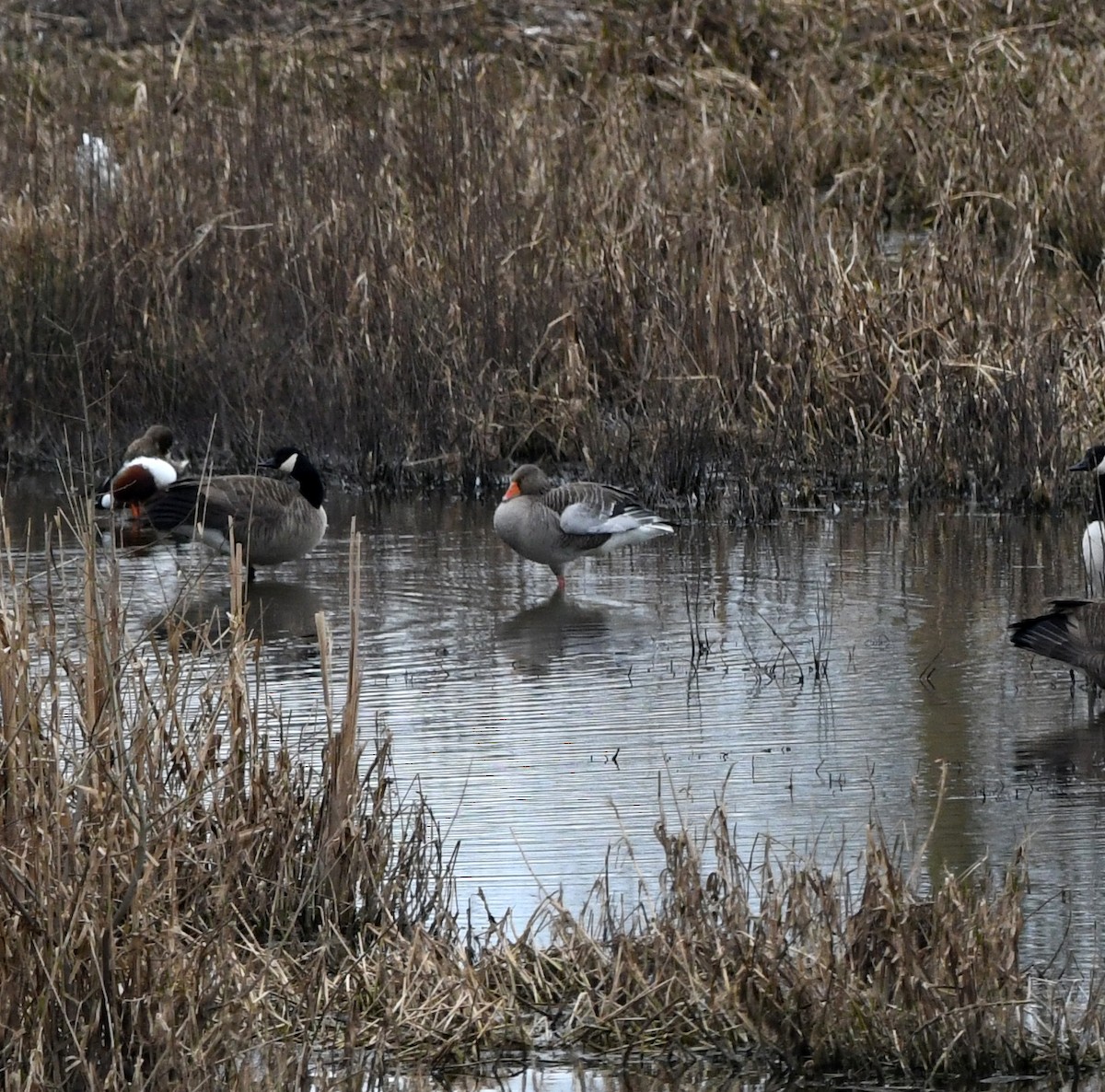 Серый гусь (Европейский) - ML647879237