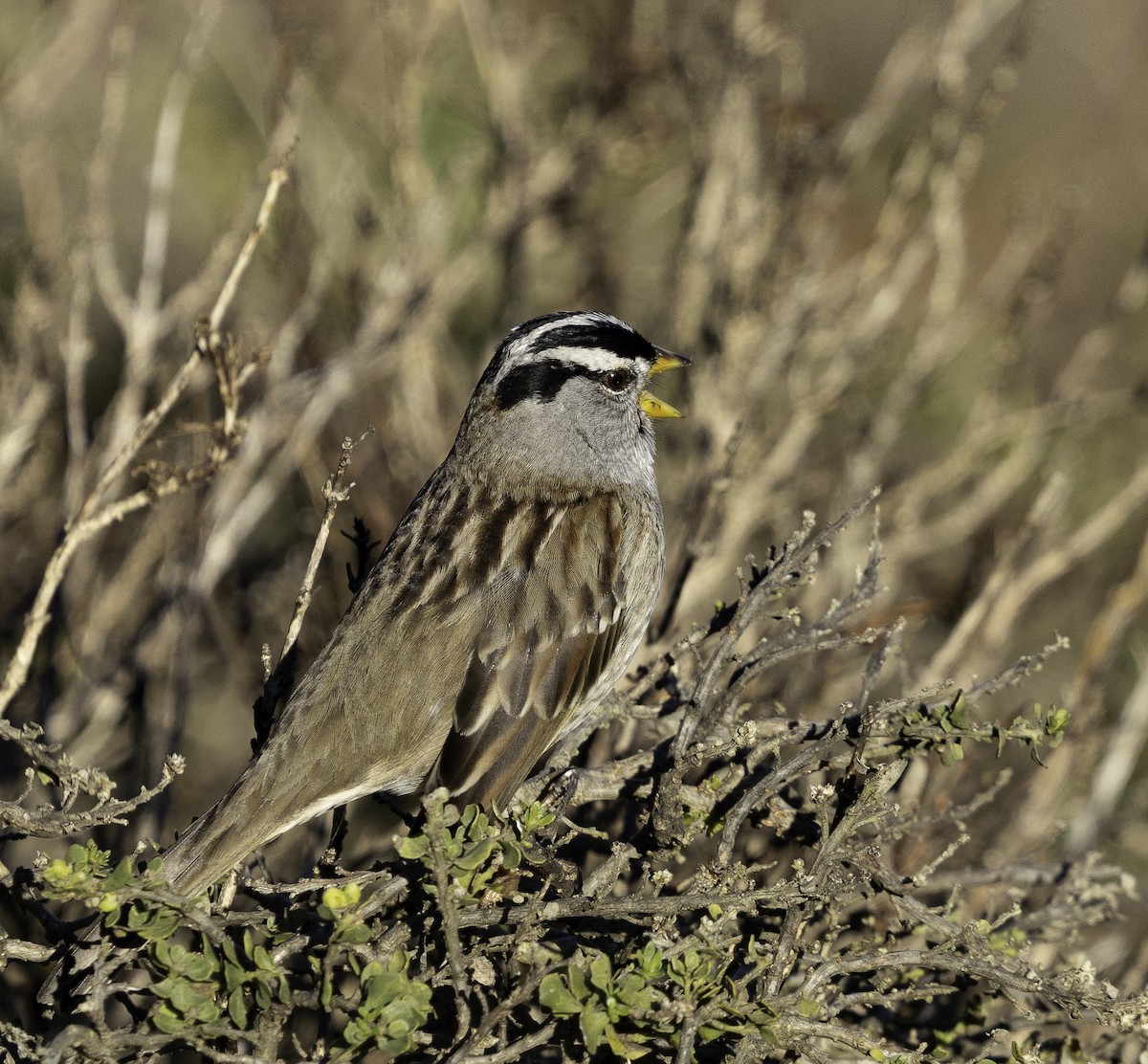 Белобровая овсянка - ML647879248