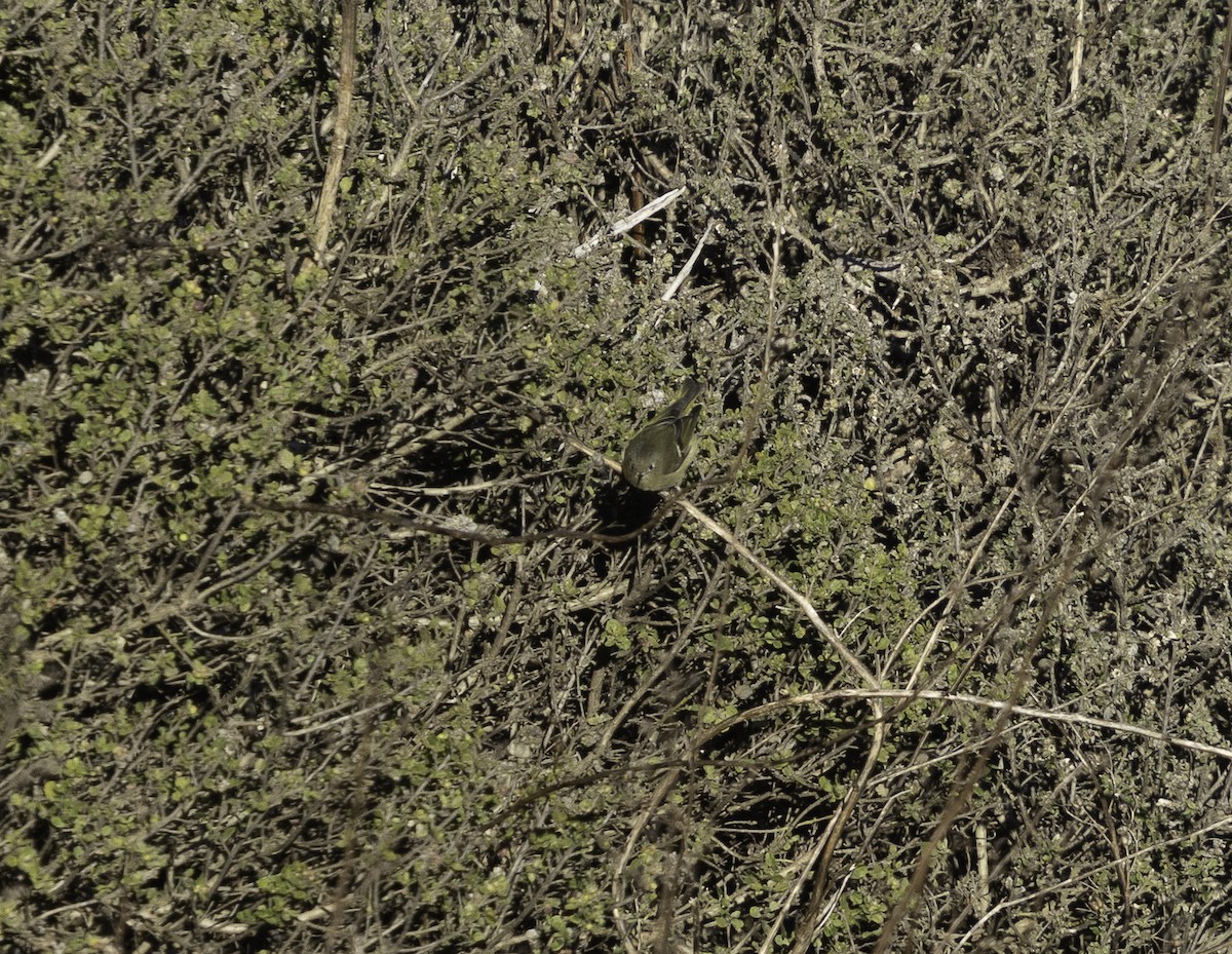 králíček americký - ML647879270