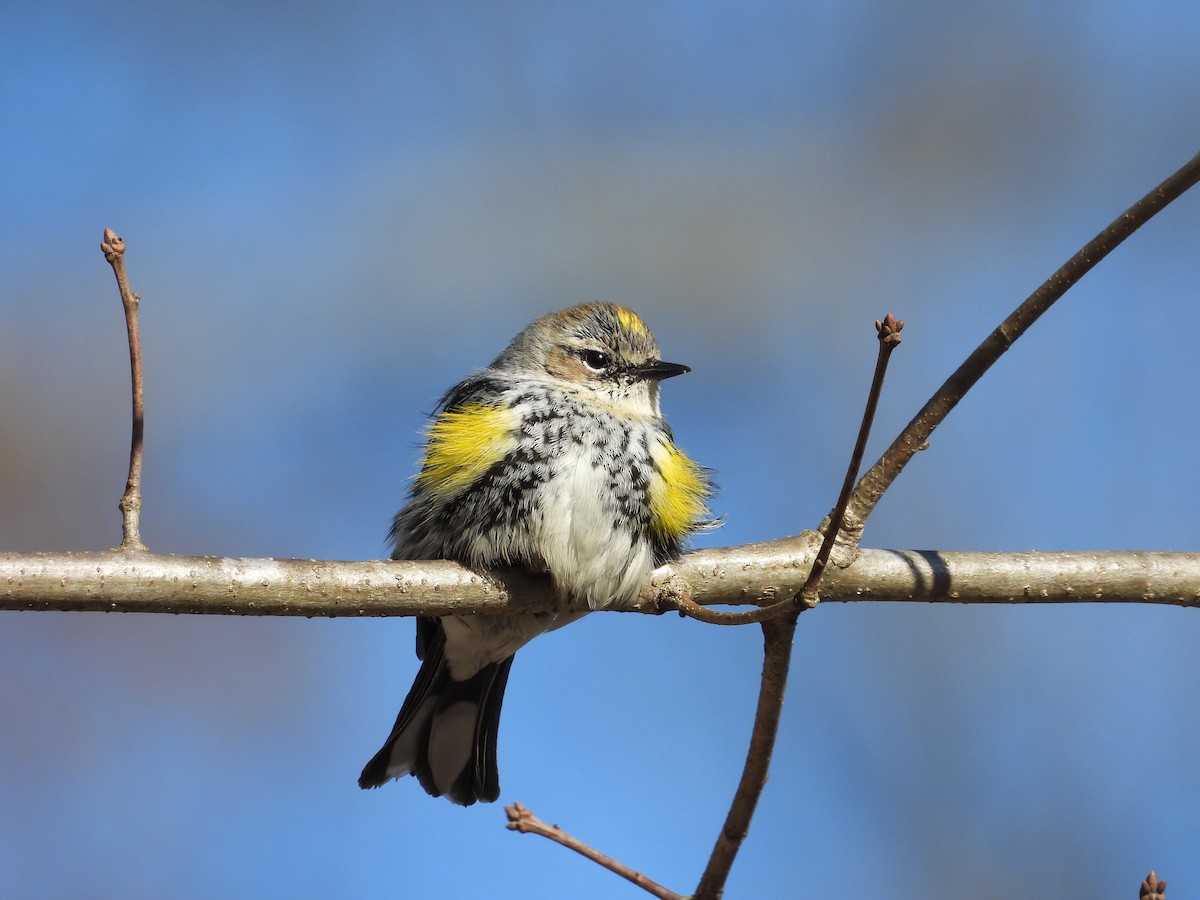 Yellow-rumped Warbler - ML647879293