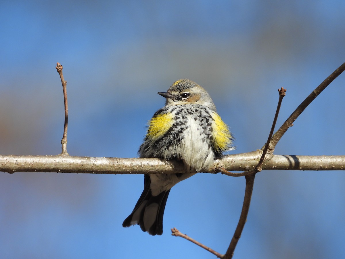 Yellow-rumped Warbler - ML647879294