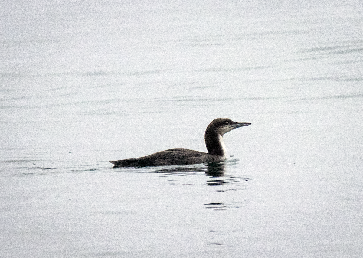 Pacific Loon - ML647879295