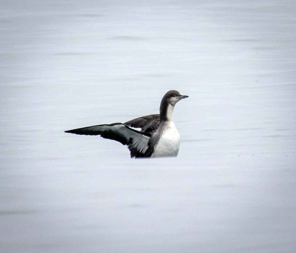 Pacific Loon - ML647879297