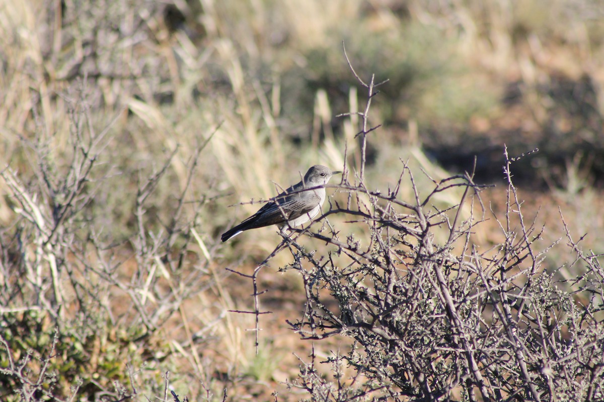 Karoo Chat - ML647879321