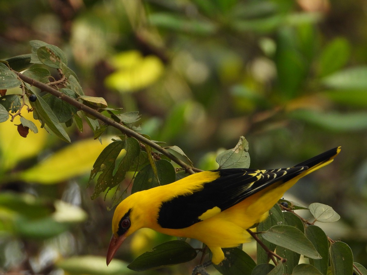 Вивільга індійська - ML647879323