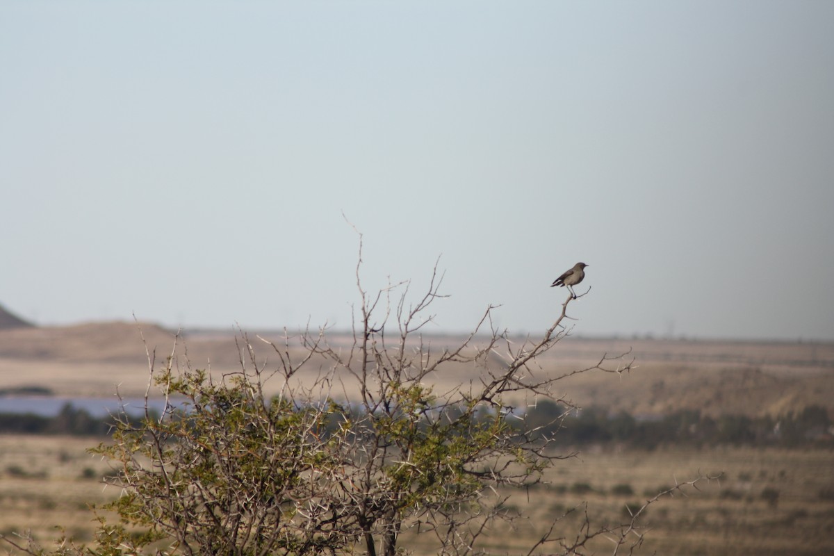 Karoo Chat - chi yang