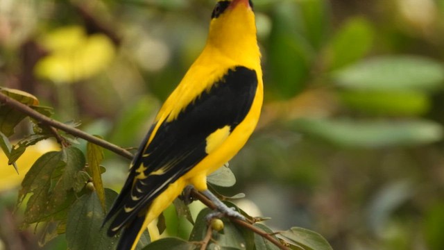 Вивільга індійська - ML647879335