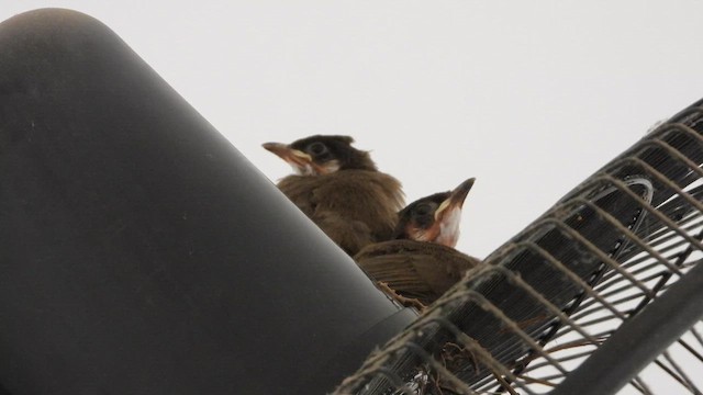 Бюльбюль червонощокий - ML647879368