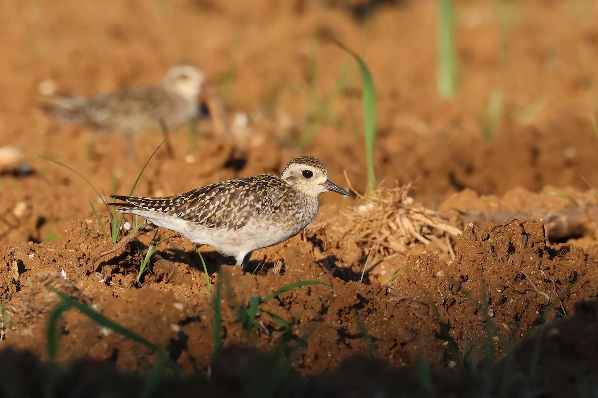 太平洋金斑鴴 - ML647879385