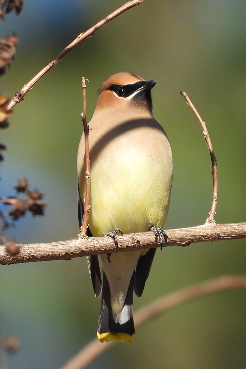 Cedar Waxwing - ML647879399