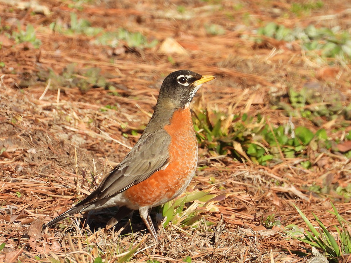 American Robin - ML647879400