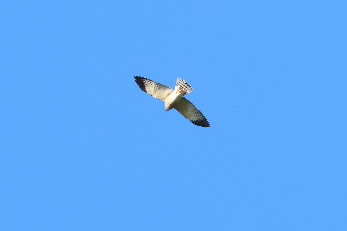 赤腹鷹 - ML647879406