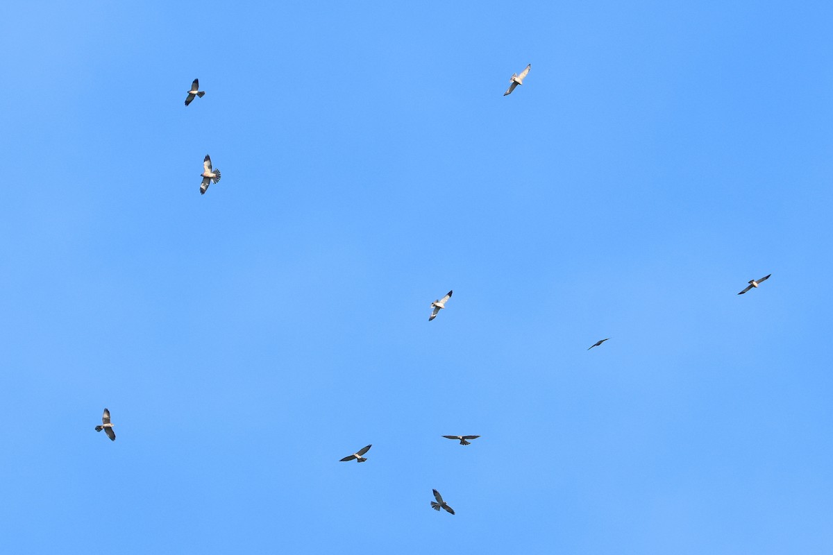 赤腹鷹 - ML647879407