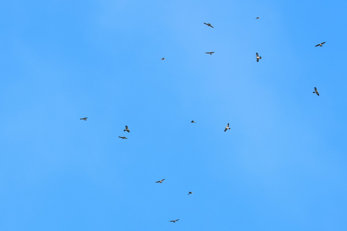 赤腹鷹 - ML647879408