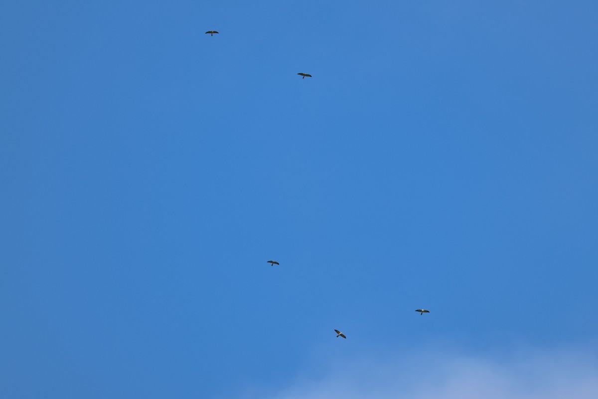 赤腹鷹 - ML647879410