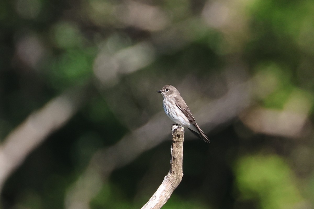 灰斑鶲 - ML647879423