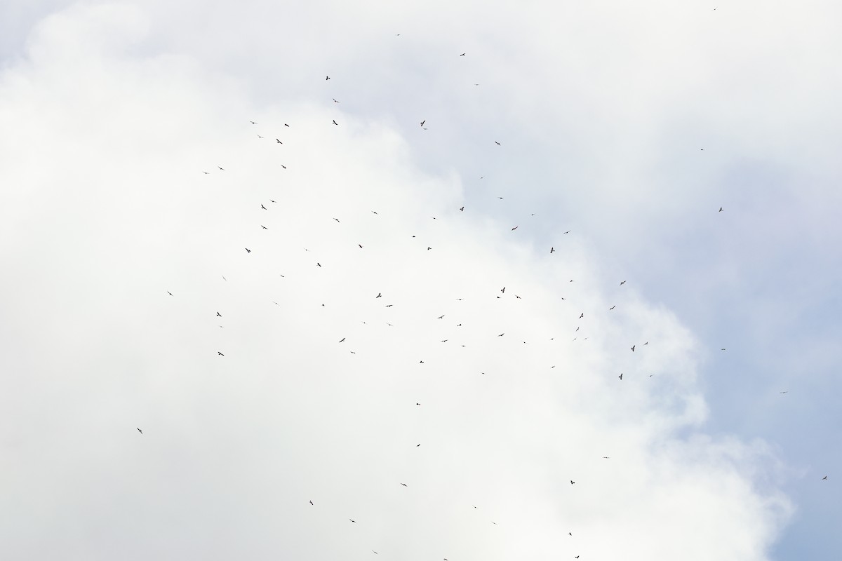 赤腹鷹 - ML647879426