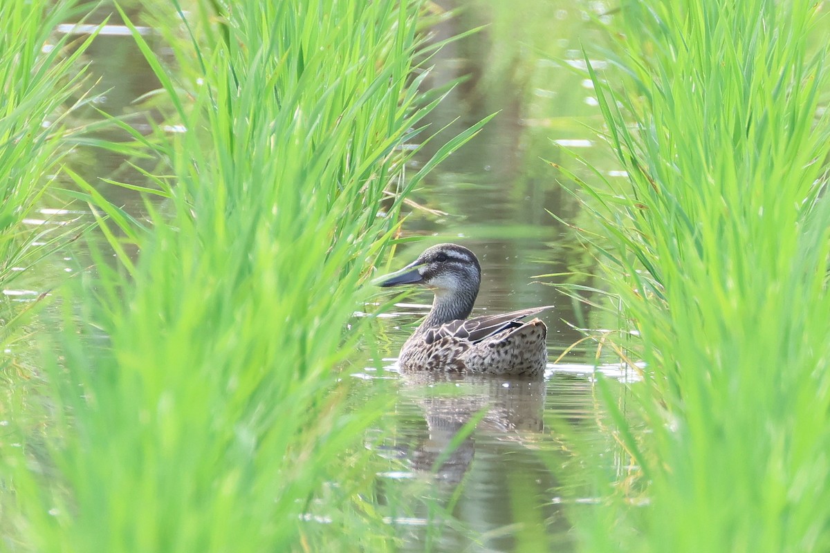 白眉鴨 - ML647879430