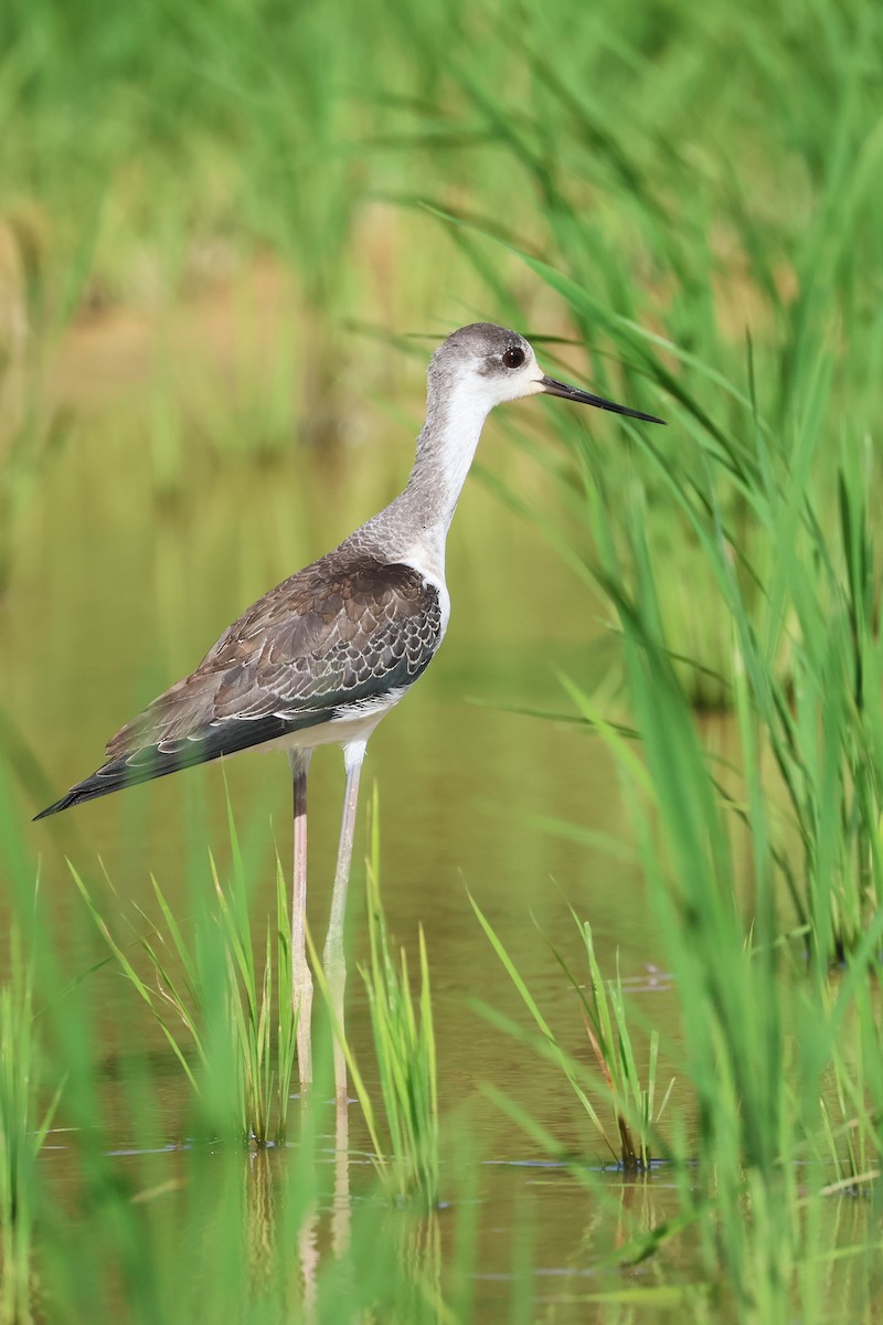 高蹺鴴 - ML647879431