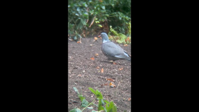 Припутень - ML647879449