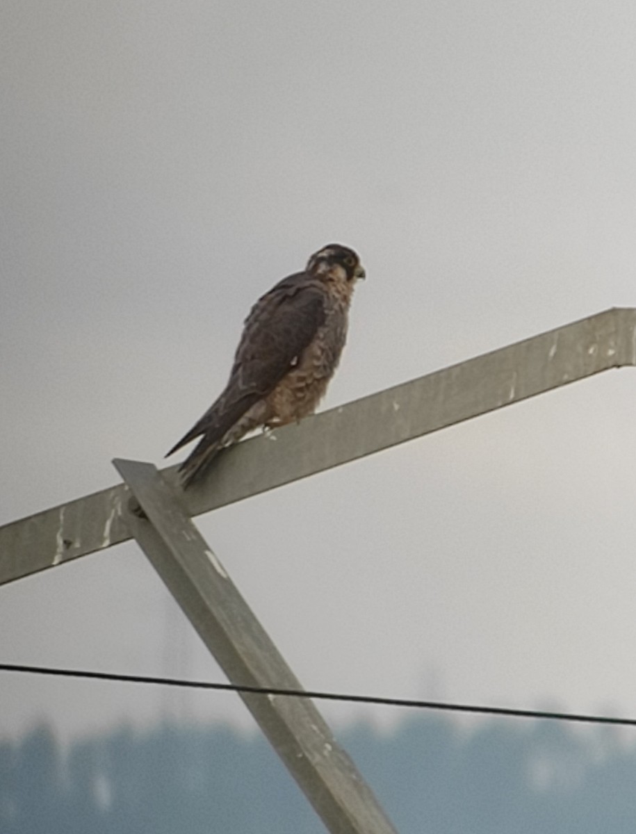 遊隼 - ML647879494