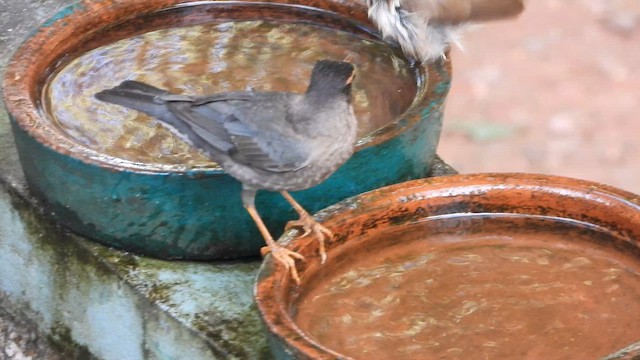 Дрізд індостанський - ML647879502