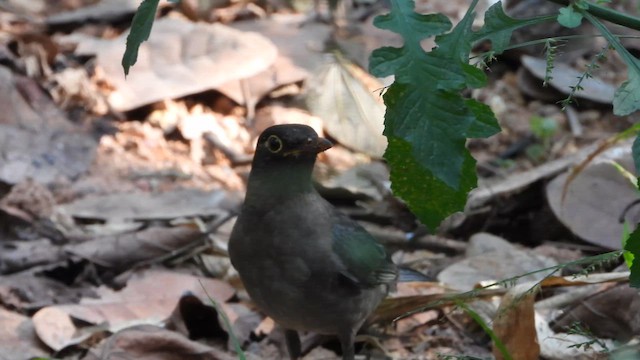 Дрізд індостанський - ML647879511