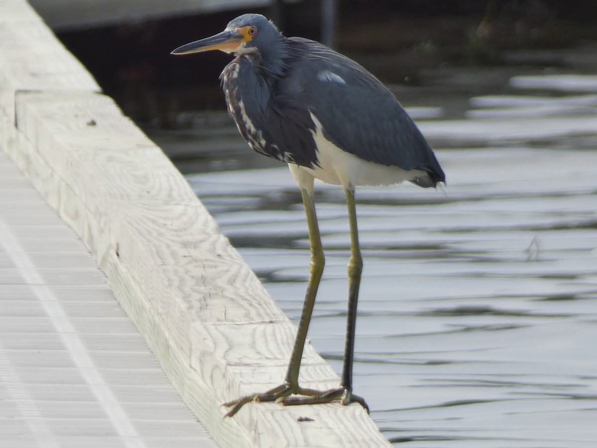 Трёхцветная цапля - ML647879536