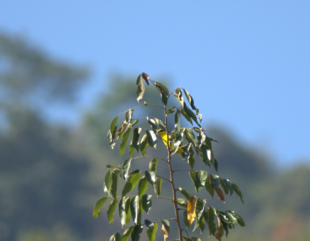 Китайская иволга - ML647879554