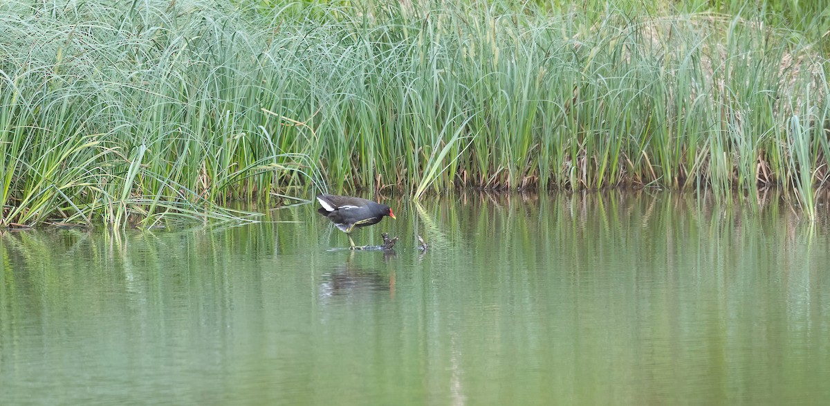 Камышница - ML647879556