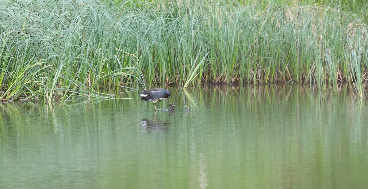 Камышница - ML647879557