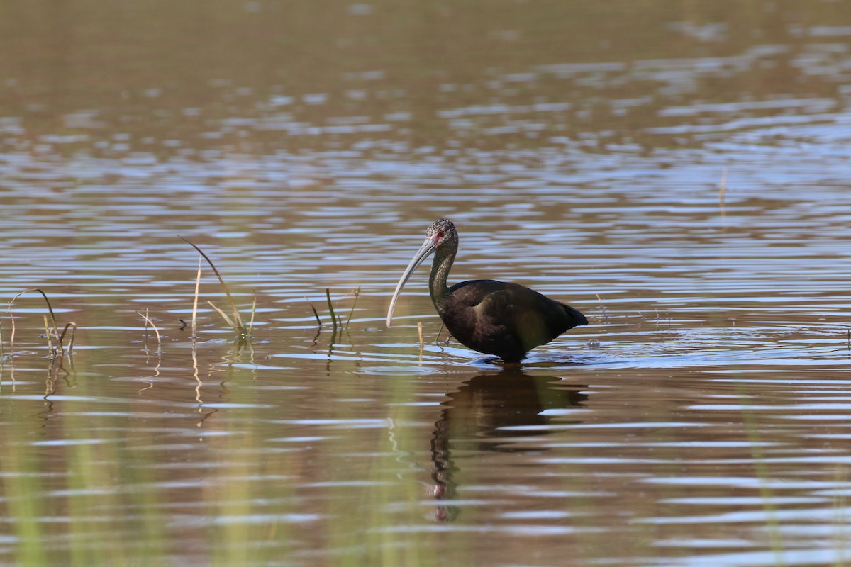 Очковая каравайка - ML647879558