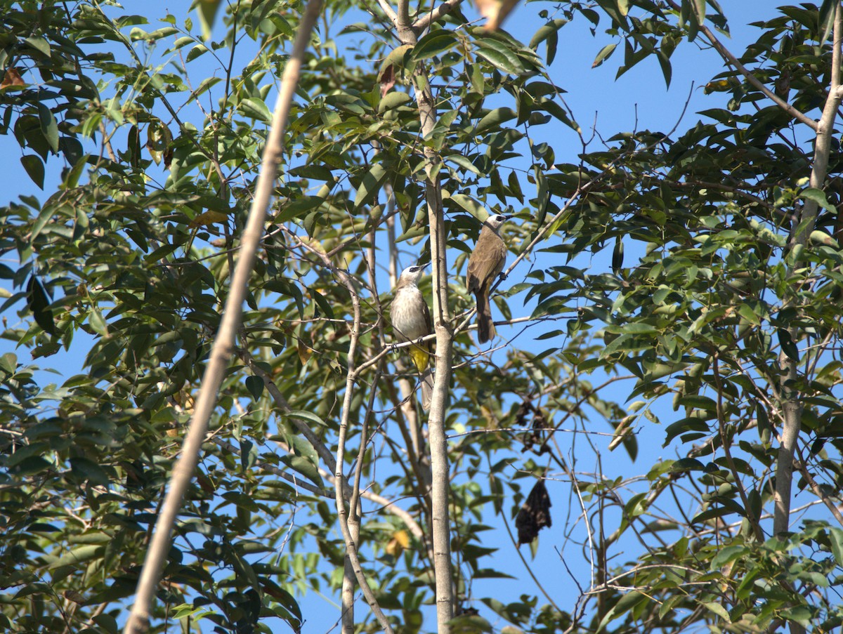 Белобровый бюльбюль - ML647879559