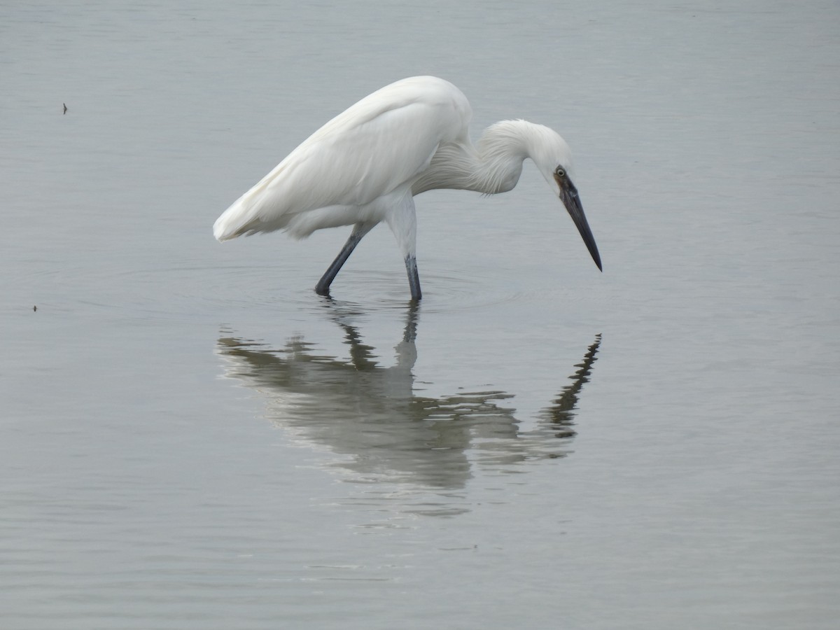 Рыжеватая цапля - ML647879560