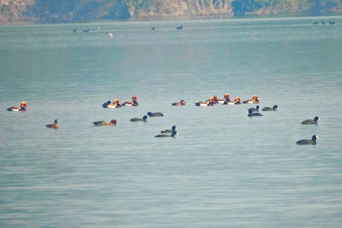 Красноносый нырок - ML647879562