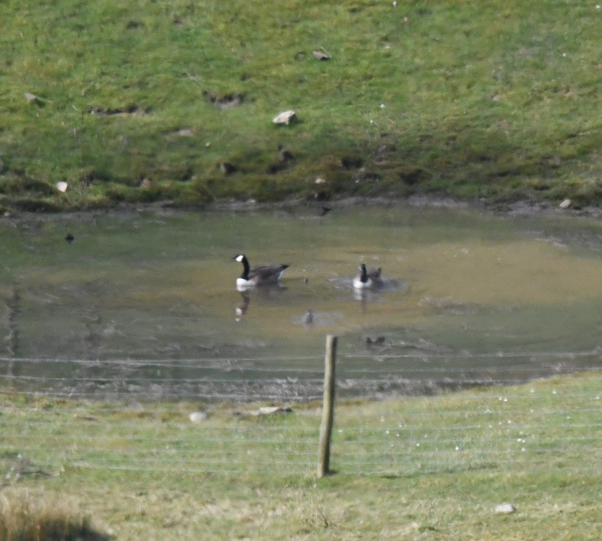 Канадская казарка - ML647879563